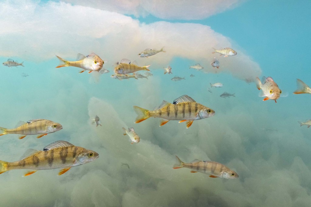 Ahvenparvi ui kirkkaassa vedessä, kuin keskellä pilviä. Kuva Tiina Törmänen Wildlife Photographer of the Year 2023